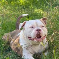 American bully x monta