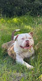 American bully x monta