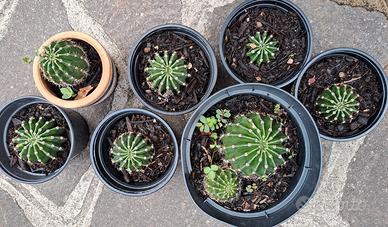 n.8 Cactus Echinopsis