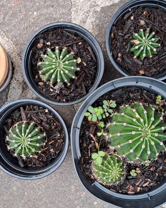 n.8 Cactus Echinopsis