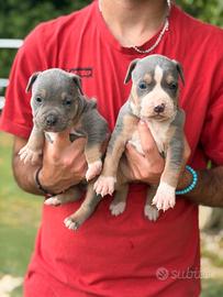 Pitbull tricolor e blue