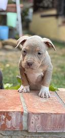 Pitbull tricolor e blue nose