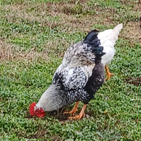 Gallo novelli wyandotti giovani