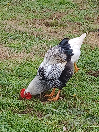 Gallo novelli wyandotti giovani