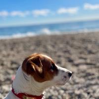 Jack Russel per la monta