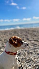 Jack Russel per la monta