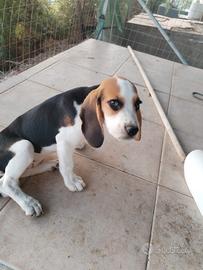 cucciola Beagle originale 