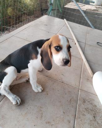 cucciola Beagle originale 