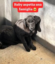 Aspetta una famiglia tutta sua