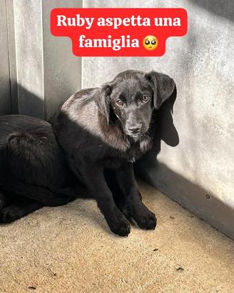 Aspetta una famiglia tutta sua