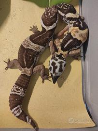 Geco leopardino