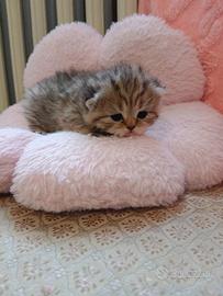 Cucciola Scottish Straight