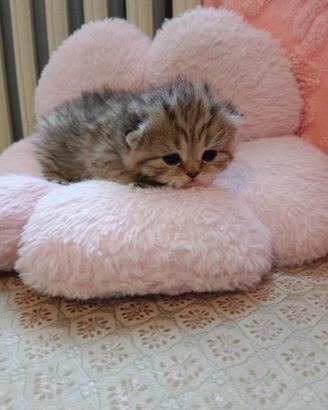 Cucciola Scottish Straight