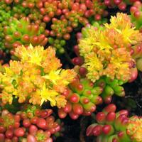 1 Stelo radicato Sedum Rubrotinctum a radice nuda
