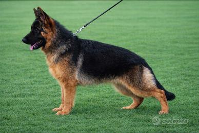 Cucciolona pastore tedesco