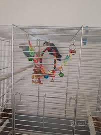 Uccelli (inseparabili) coppia