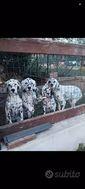 Setter inglesi 4 mesi