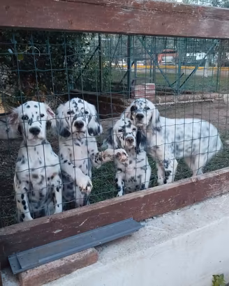 Setter inglesi 4 mesi