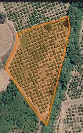 Terreno Agrumeto con Clemetini 9000 mq