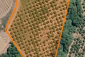 Terreno Agrumeto con Clemetini 9000 mq