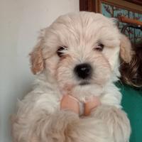 Maltipoo maschio 60 giorni