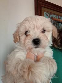 Maltipoo maschio 60 giorni