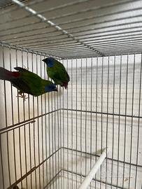 Coppia diamanti di Kittlitz