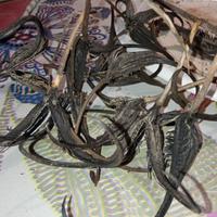 artiglio del diavolo 