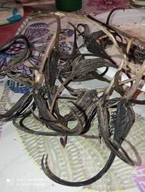 artiglio del diavolo 