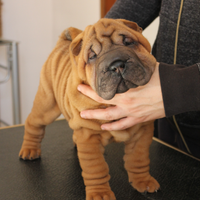 Shar pei cuccioli
