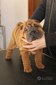 Shar pei cuccioli