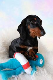 Bassotto nano maschio