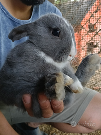 Conigli nani /conigli nani ariete