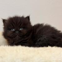 Gattina Persiana disponibile da aprile