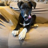 Cuccioli tre mesi incrocio labrador e border colli