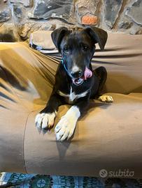 Cuccioli tre mesi incrocio labrador e border colli