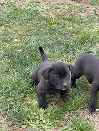 4 cuccioli di pitbull