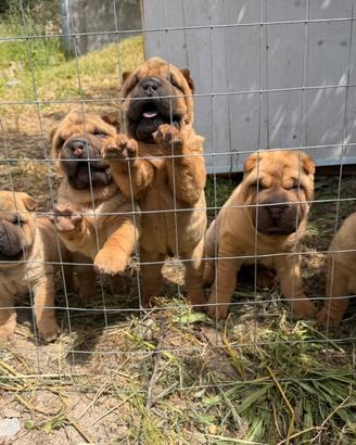 Cuccioli shar pei puri 100%