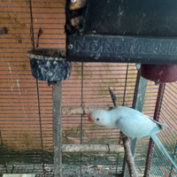 Copia dal colare 200 euro