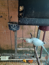 Copia dal colare 200 euro