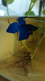 Betta