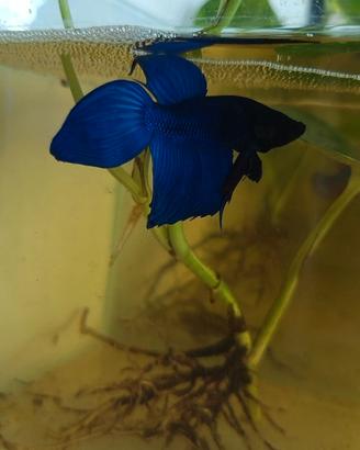 Betta