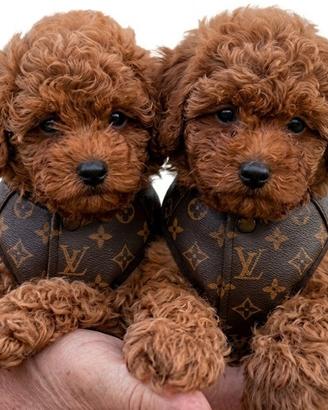 BARBONCINO TOY-BARBONCINI anche a rate