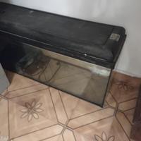 acquario