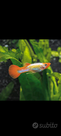 Guppy poecilla