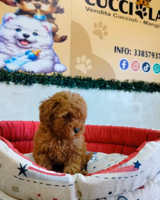 Barboncino mini Toy Red anche a rate senza reddito