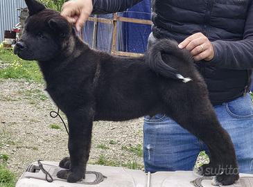 Akita americano