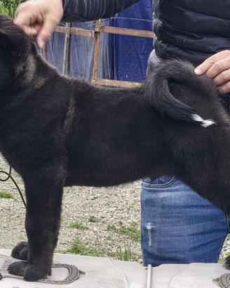 Akita americano