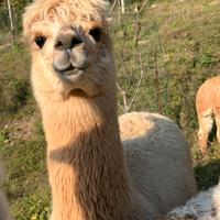 Alpaca