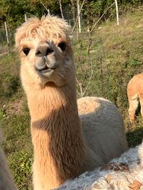 Alpaca
